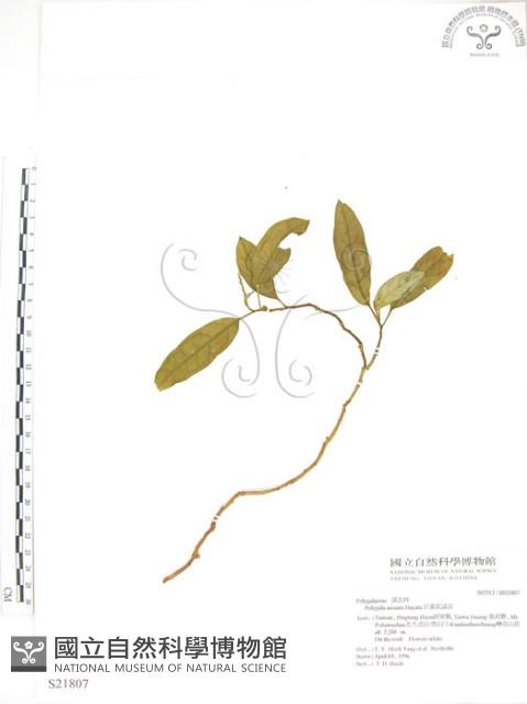 巨葉花遠志藏品圖，第1張