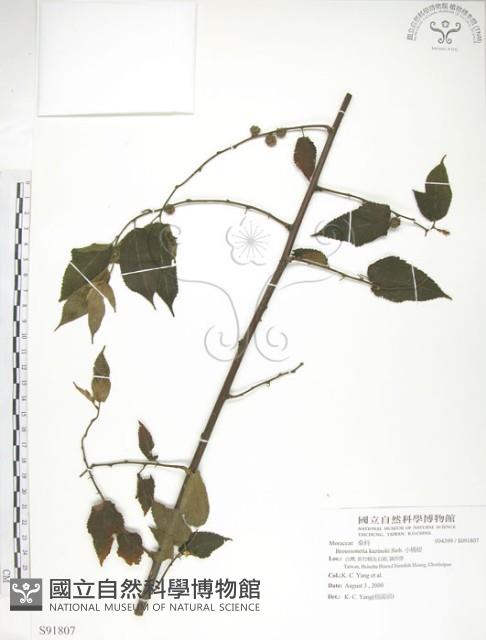 小構樹藏品圖，第1張