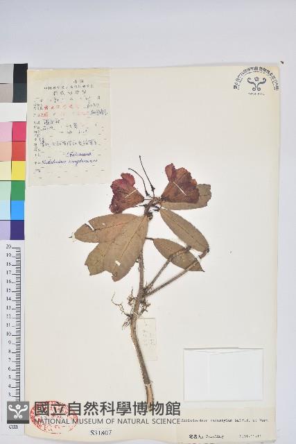 光柱杜鵑藏品圖，第1張