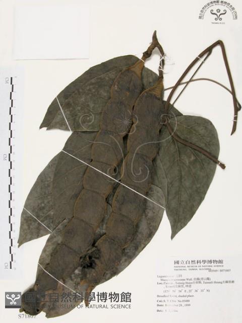 血藤、青山籠藏品圖，第1張