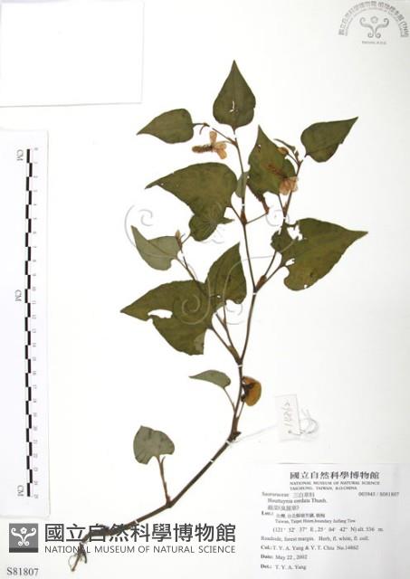 臭腥草、蕺菜藏品圖，第1張