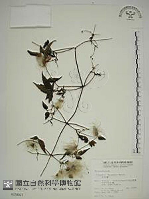 小木通藏品圖，第1張