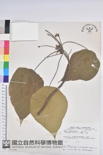 血桐藏品圖，第1張