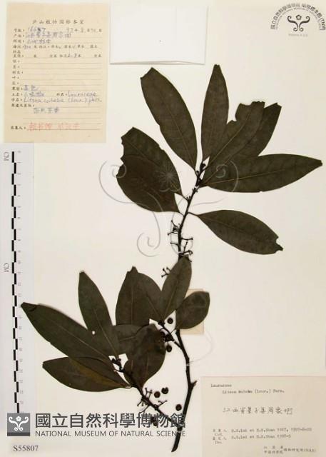 山胡椒藏品圖，第1張