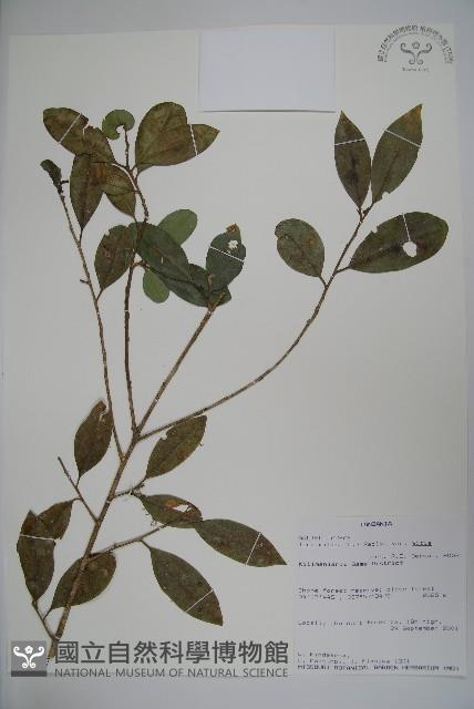 登錄號:S095807藏品圖，第1張