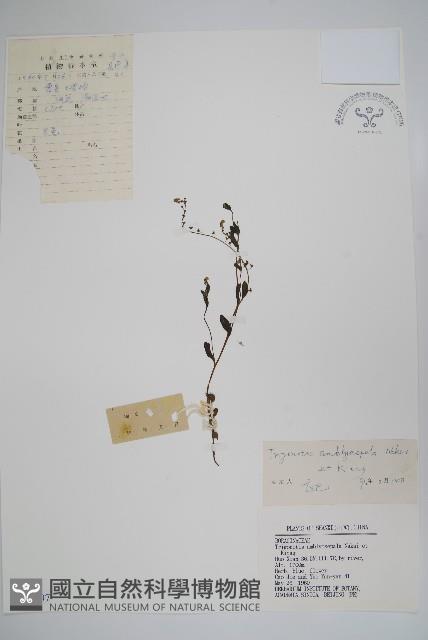 鈍萼附地菜藏品圖，第1張