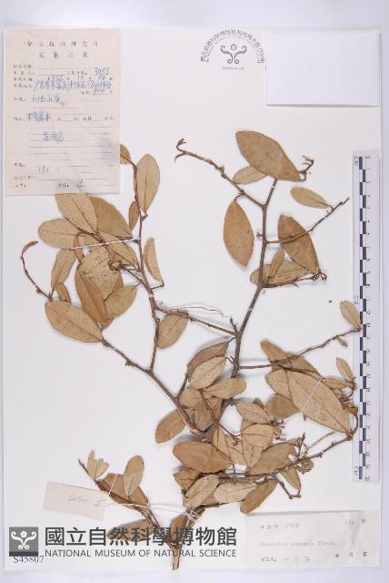 胡頹子藏品圖，第1張