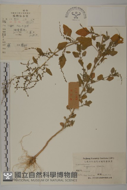 藜、灰藜藏品圖，第1張