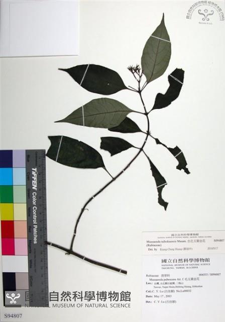 台北玉葉金花藏品圖，第1張