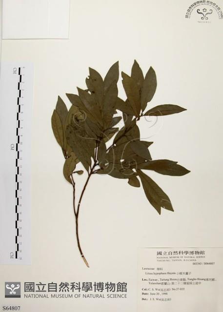 黃肉樹, 小梗木薑子藏品圖，第1張