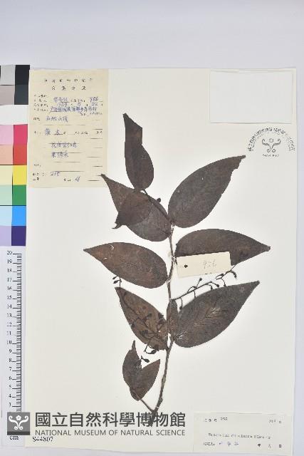 長穗越橘藏品圖，第1張