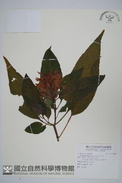 串心花藏品圖，第1張