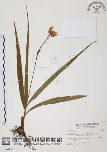 臺灣白及藏品圖，第1張