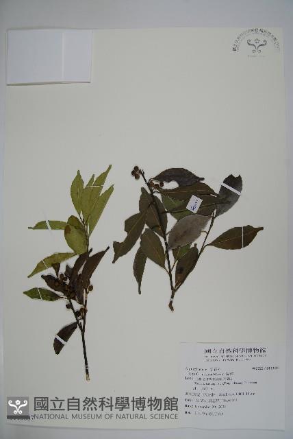 糊樗藏品圖，第1張