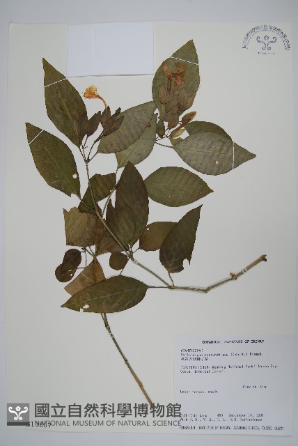 長花九頭獅子草、山藍藏品圖，第1張