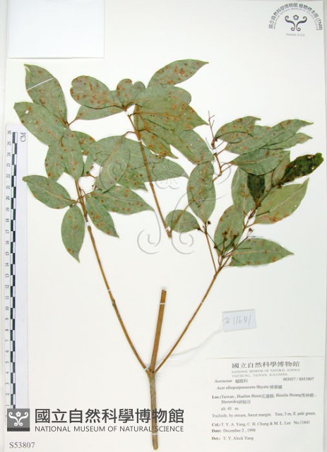 樟葉槭, 飛蛾子樹藏品圖，第1張