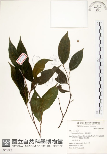 菲律賓榕藏品圖，第1張