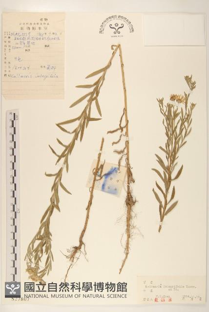 全葉馬蘭藏品圖，第1張