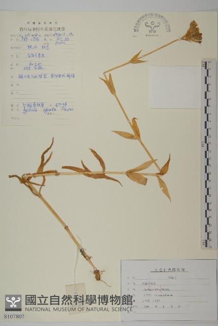 絲瓣剪秋籮藏品圖，第1張