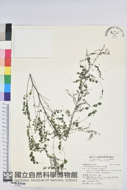 五蕊油柑藏品圖，第1張