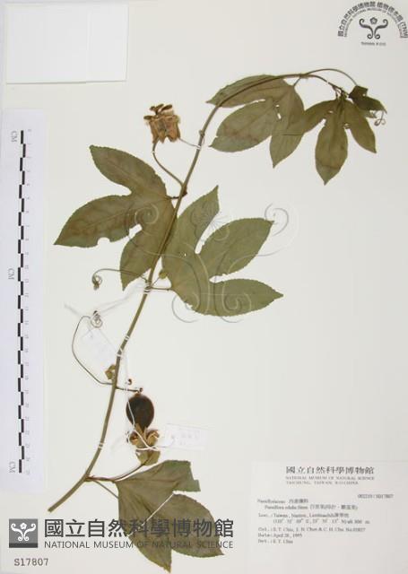 西番蓮、百香果藏品圖，第1張