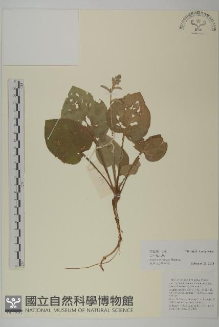 心葉兔兒風藏品圖，第1張