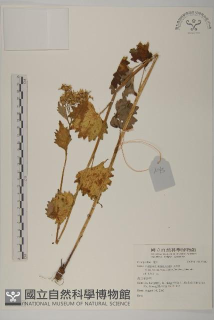 登錄號:S137807藏品圖，第1張