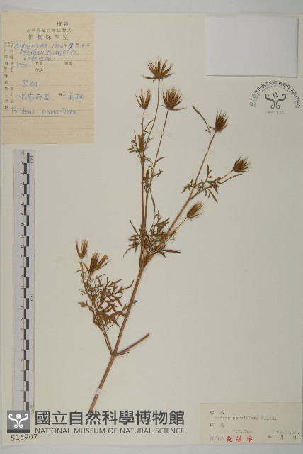 小花鬼針草藏品圖，第1張