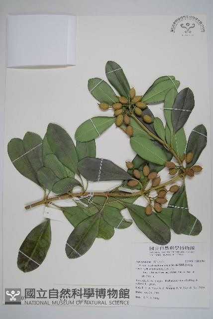 蘭嶼念珠藤藏品圖，第1張