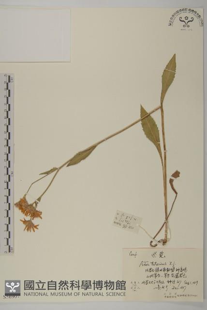 紫菀藏品圖，第1張