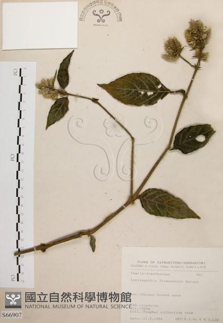 臺灣鱗球花藏品圖，第1張