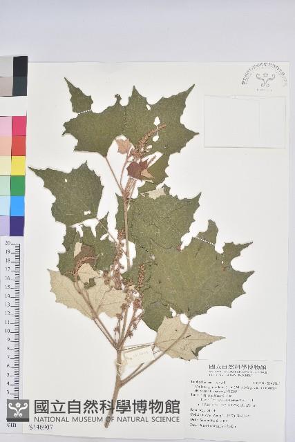 台灣白匏子藏品圖，第1張