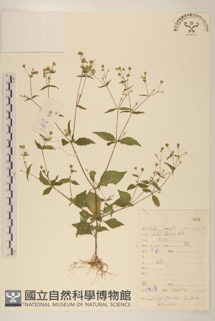 小米菊藏品圖，第1張