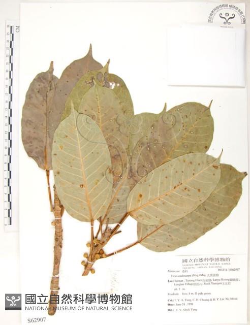 大葉雀榕、大葉赤榕藏品圖，第1張