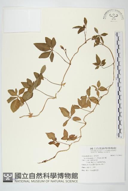 番仔藤藏品圖，第1張