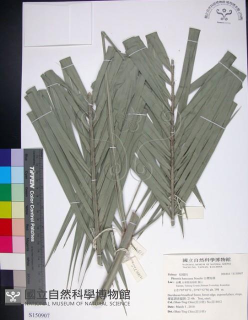 台灣海棗藏品圖，第1張