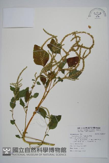 青莧藏品圖，第1張