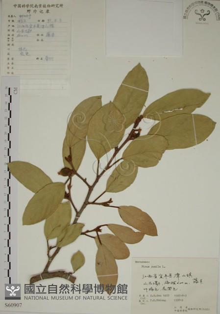 薜荔藏品圖，第1張