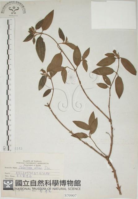 基尖葉野牡丹、蘭嶼野牡丹藏品圖，第1張