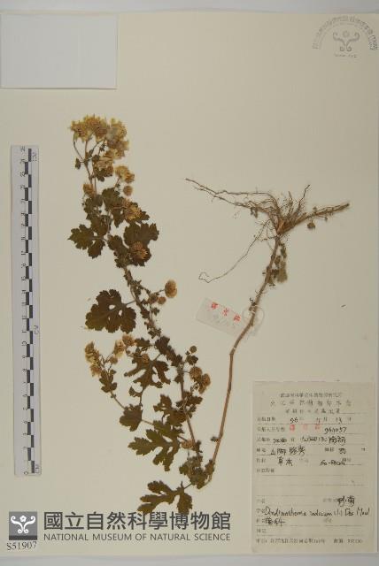 油菊、野菊藏品圖，第1張