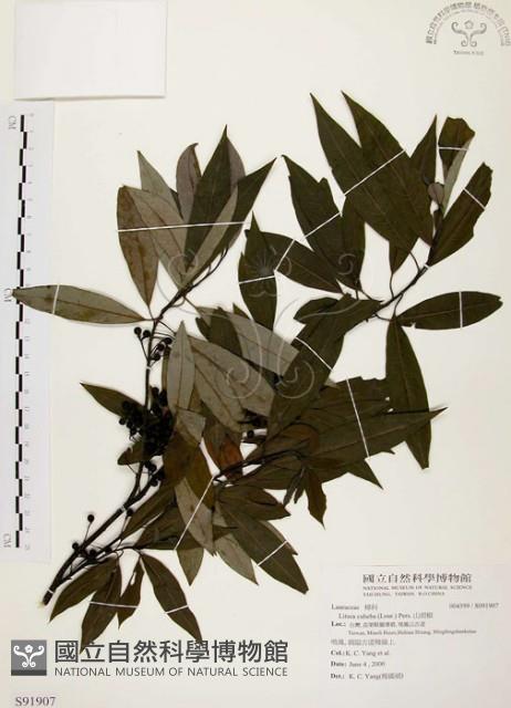 山胡椒藏品圖，第1張