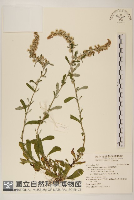 裏白鼠麴草藏品圖，第1張