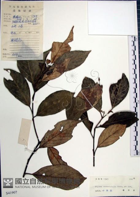 紅皮、葉下白、赤仔尾藏品圖，第1張