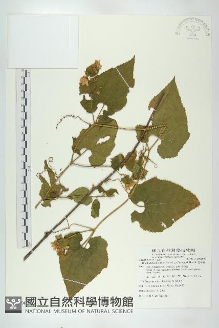 青牛膽藏品圖，第1張