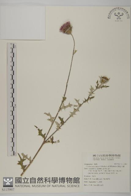 賽里木薊藏品圖，第1張