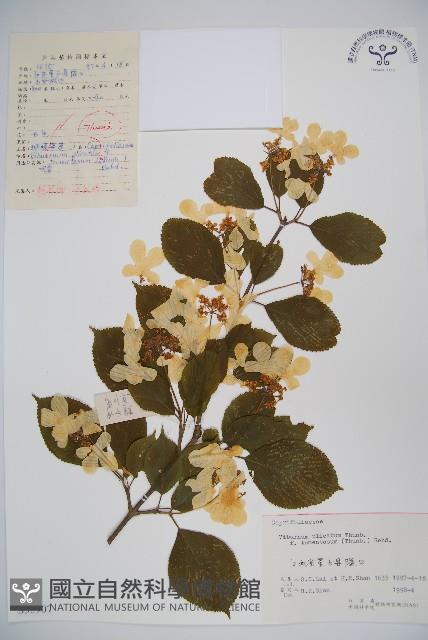 蝴蠂莢迷藏品圖，第1張