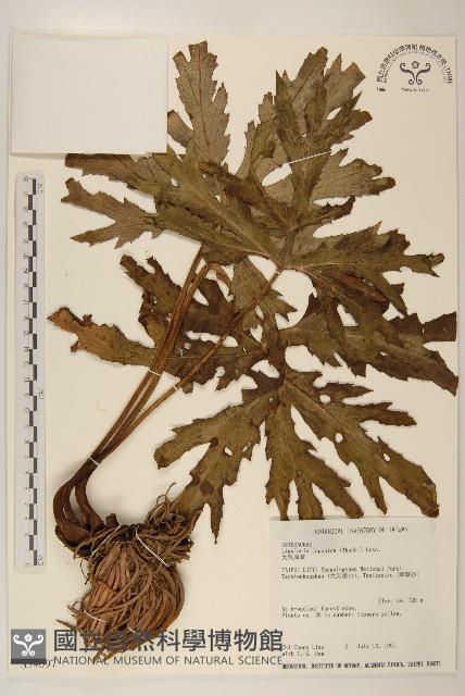 登錄號:S034907藏品圖，第1張