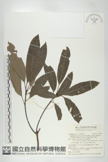 奧氏虎皮楠藏品圖，第1張