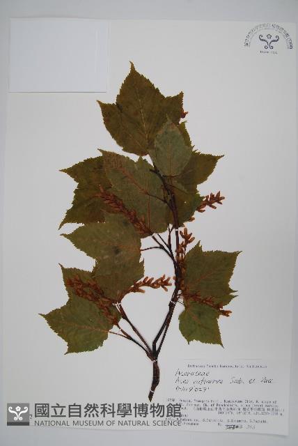 褐脈槭藏品圖，第1張