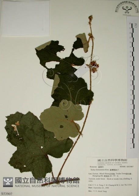 粗葉懸鉤子藏品圖，第1張